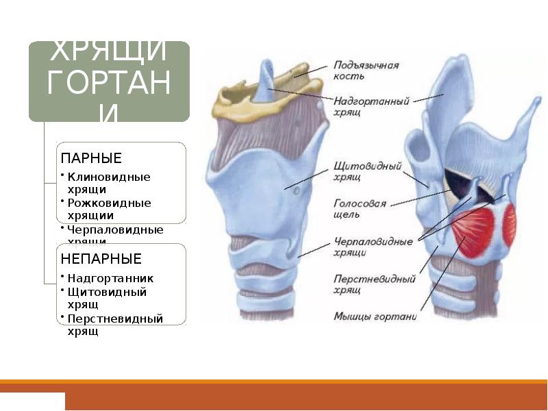 Презентация на тему гортань