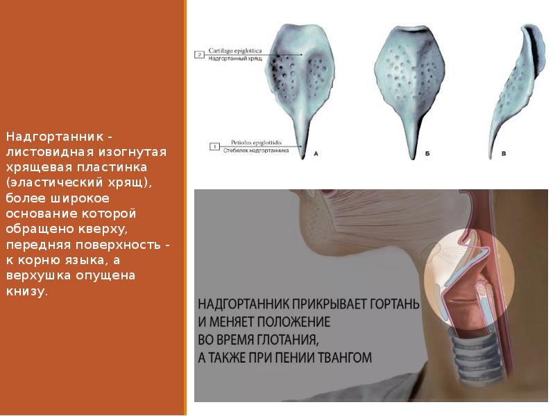 Презентация на тему гортань