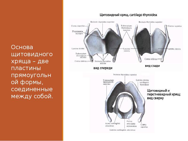 Презентация на тему гортань