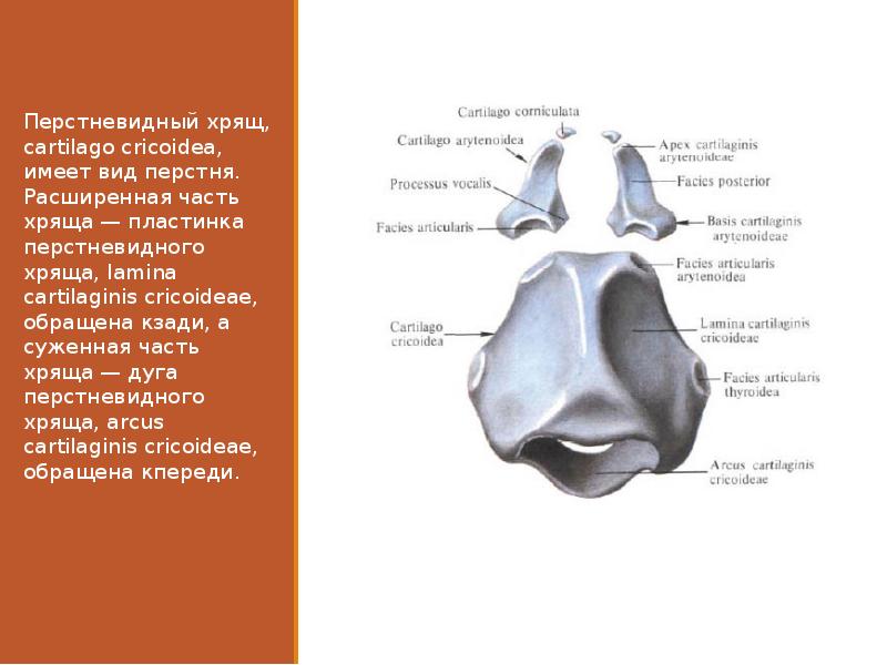 Презентация на тему гортань