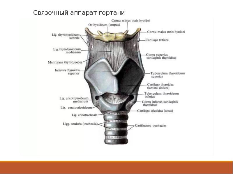 Презентация на тему гортань