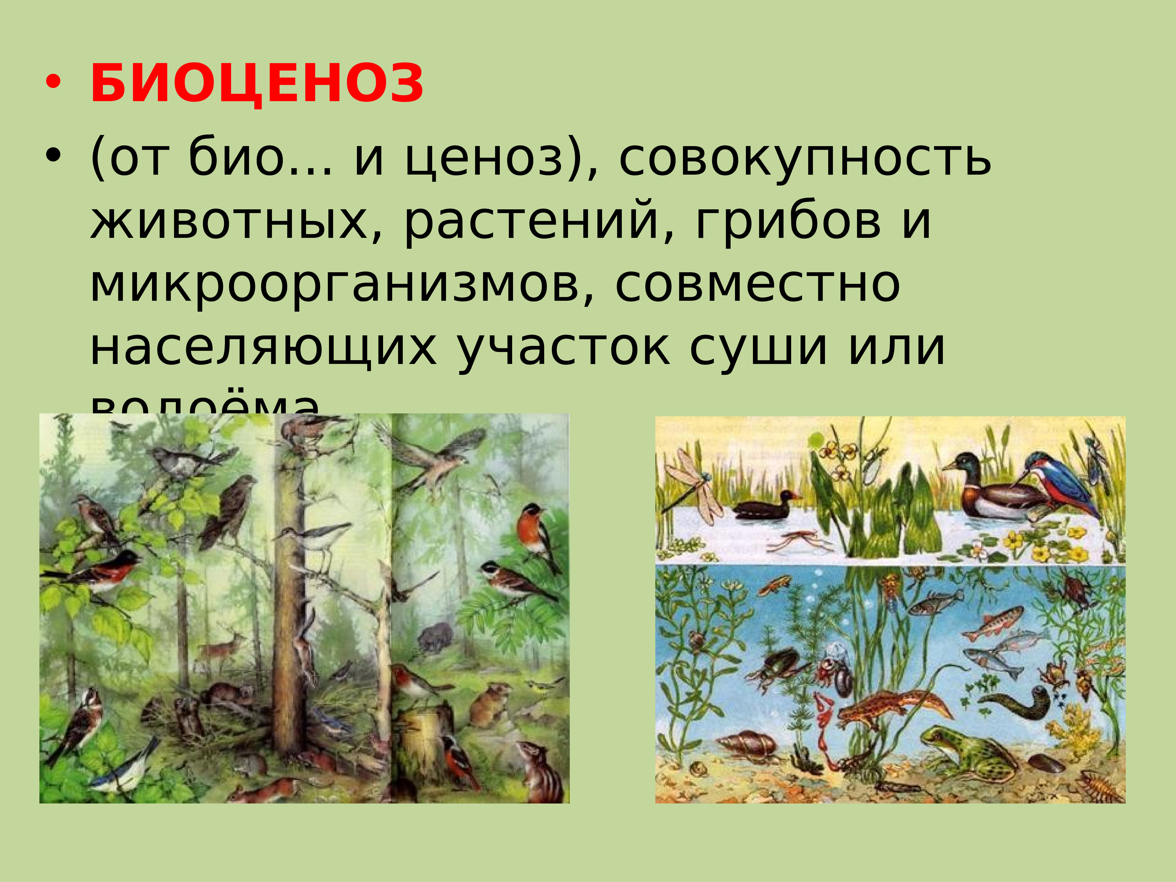 Биоценозом следует. Биоценоз тропического леса. Биоценоз это в биологии. Сообщество экосистема биоценоз. Биоценоз Автор.