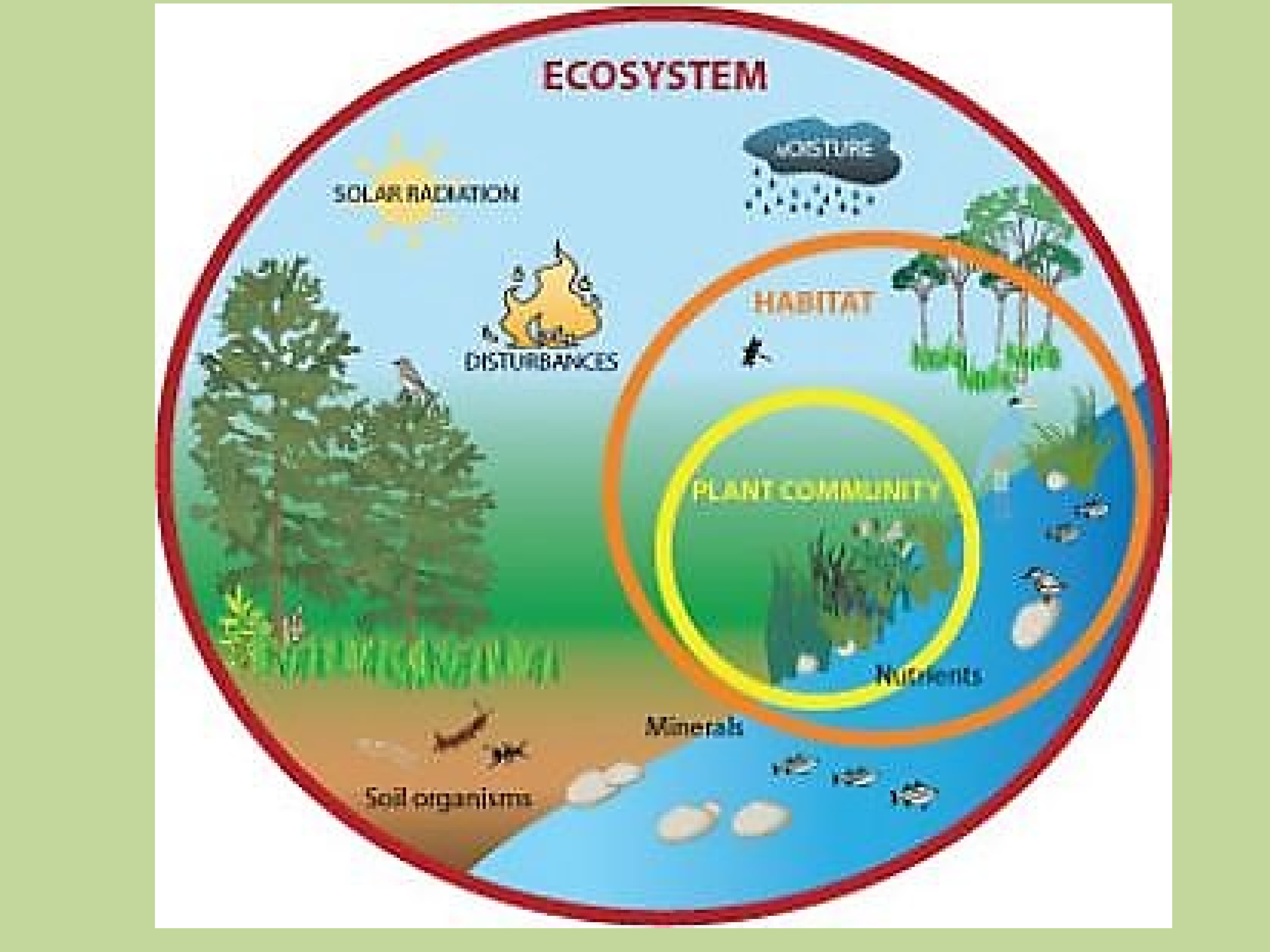 Экосистемы