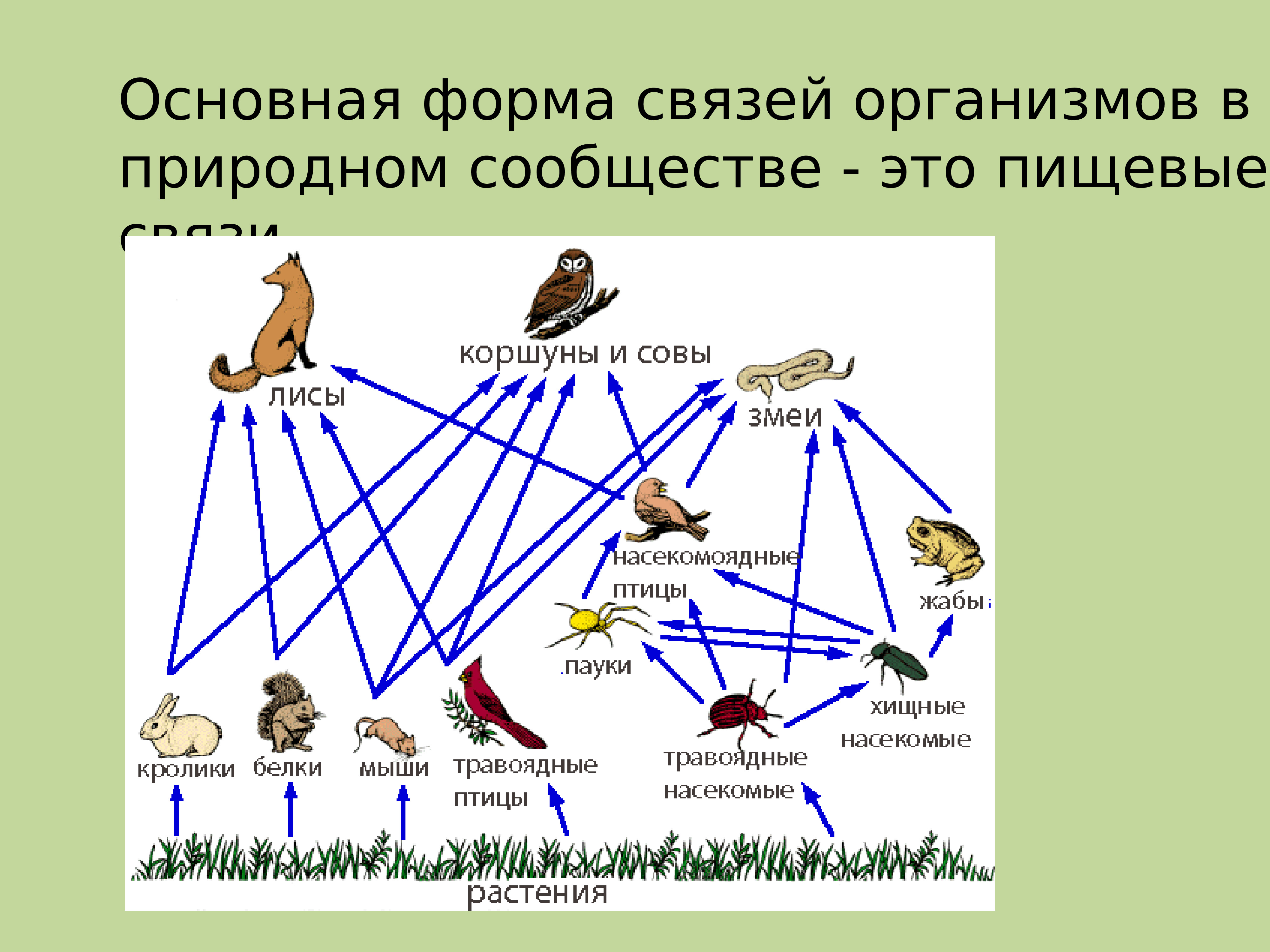 Биология 5 класс параграф 22 пищевые связи. Разветвленные пищевые сети. Пищевая сеть. Трофическая сеть. Пищевая цепочка.