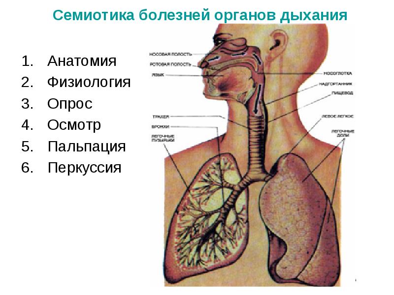 Заболевания органов дыхания презентация