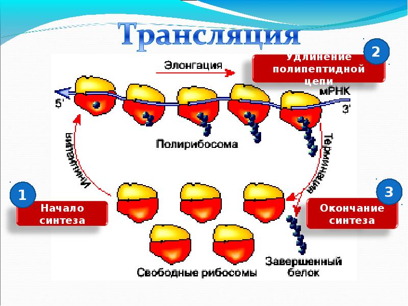 Трансляция тема. Элонгация полипептидной цепи. Репликация транскрипция трансляция. Элонгация полипептидной цепи на рибосоме. Процесс элонгации полипептидной цепи.