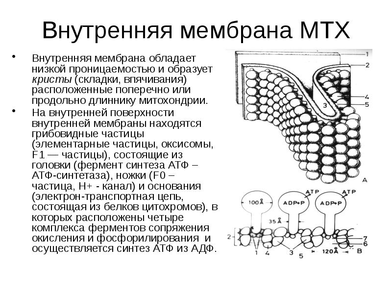 Происходит в мембранах крист