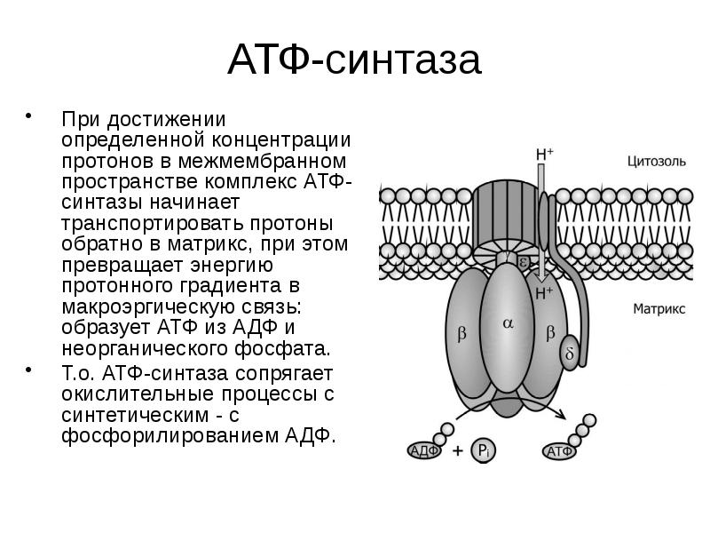 Соотнесите объекты с их обозначениями на рисунке гранула запасных веществ межмембранное пространство