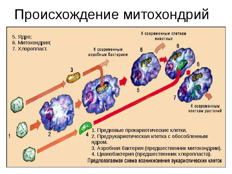 Эволюция клетки картинки