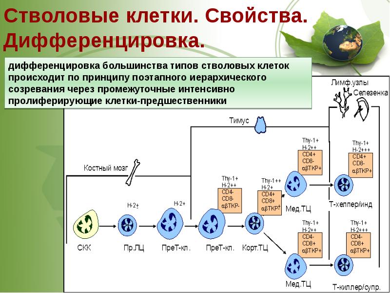 Стволовые клетки в биотехнологии презентация