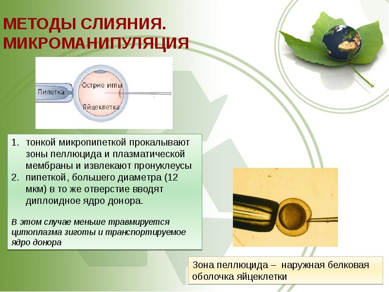 Основы биотехнологии презентация