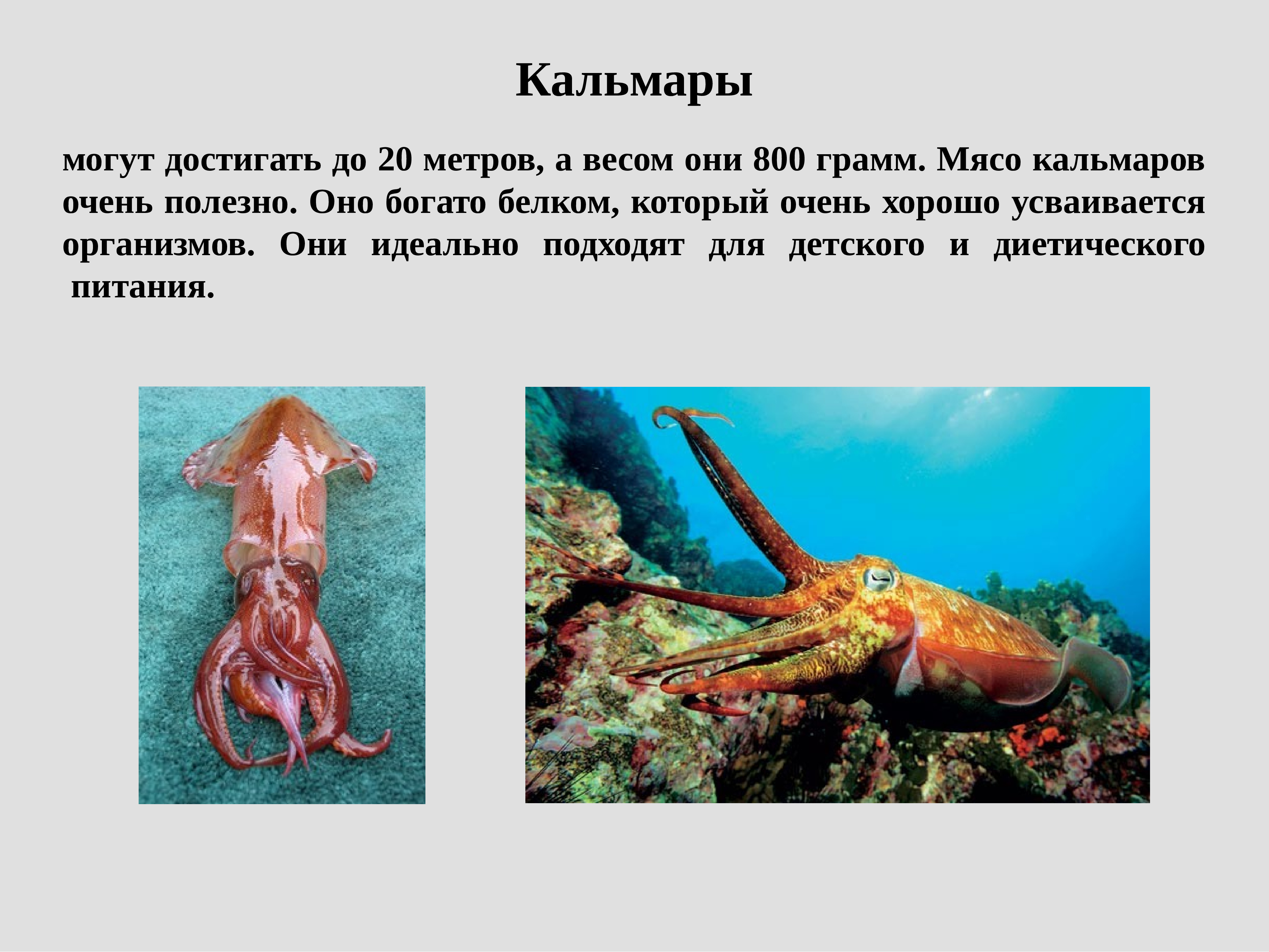 К какой группе организмов относится креветка. Презентация на тему морепродукты. Презентация на тему кальмары. Презентация дары моря. Краткая информация о кальмаре.