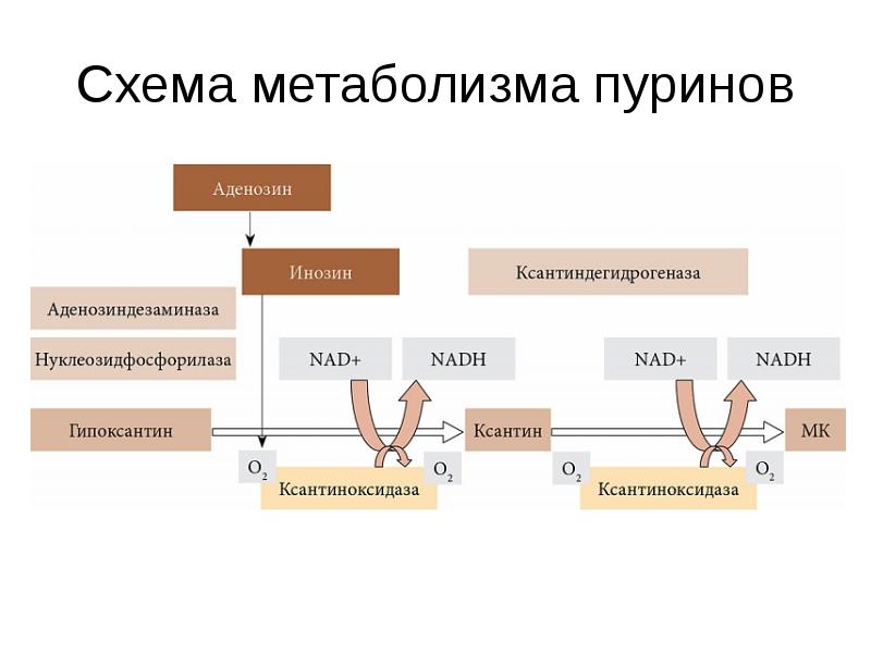 Схемы энергетического обмена