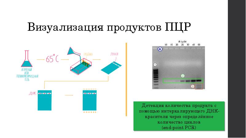 Метод полимеразной цепной реакции презентация