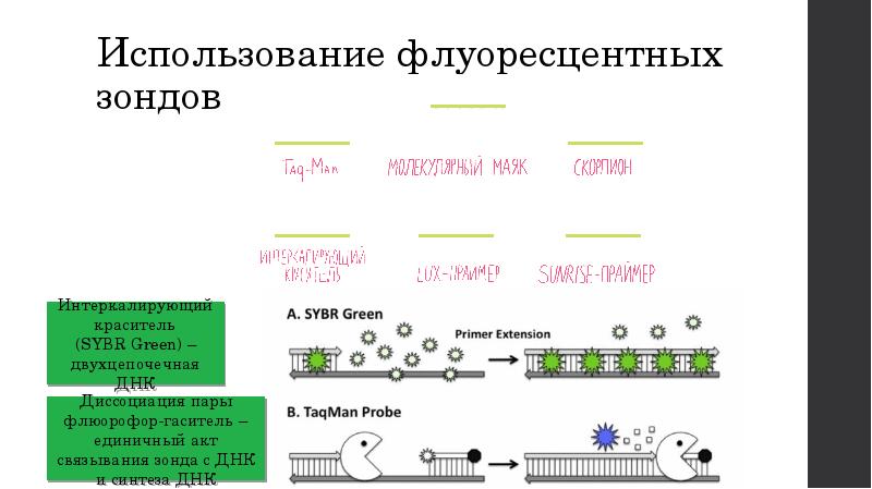 Метод полимеразной цепной реакции презентация