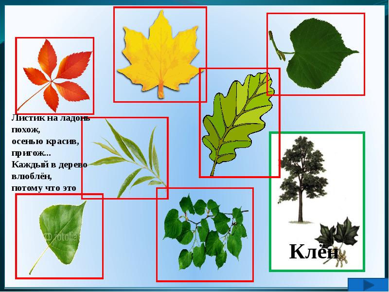 Дидактическая игра с какого дерева листок в картинках для печати