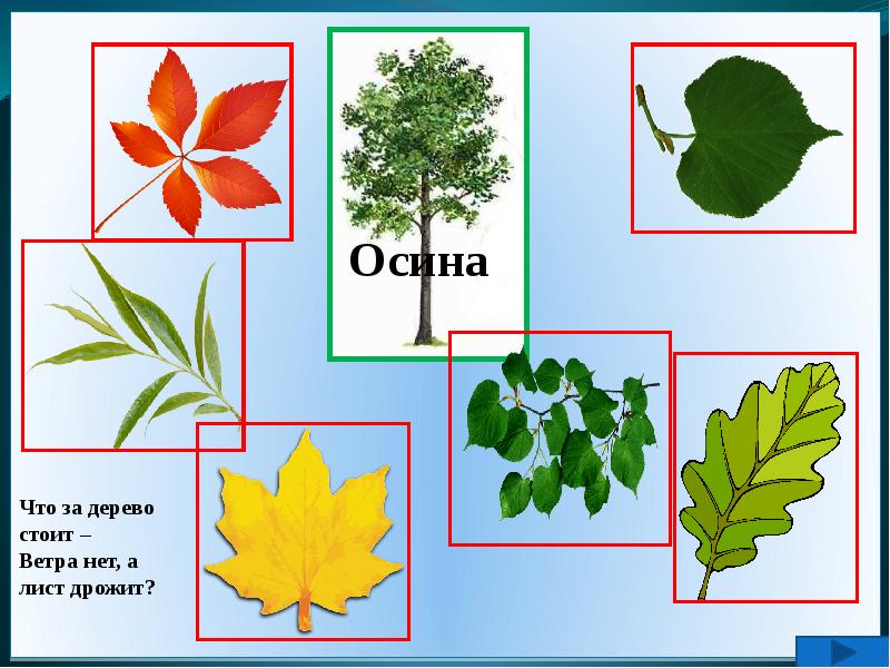 С какого дерева листок дидактическая игра картинки