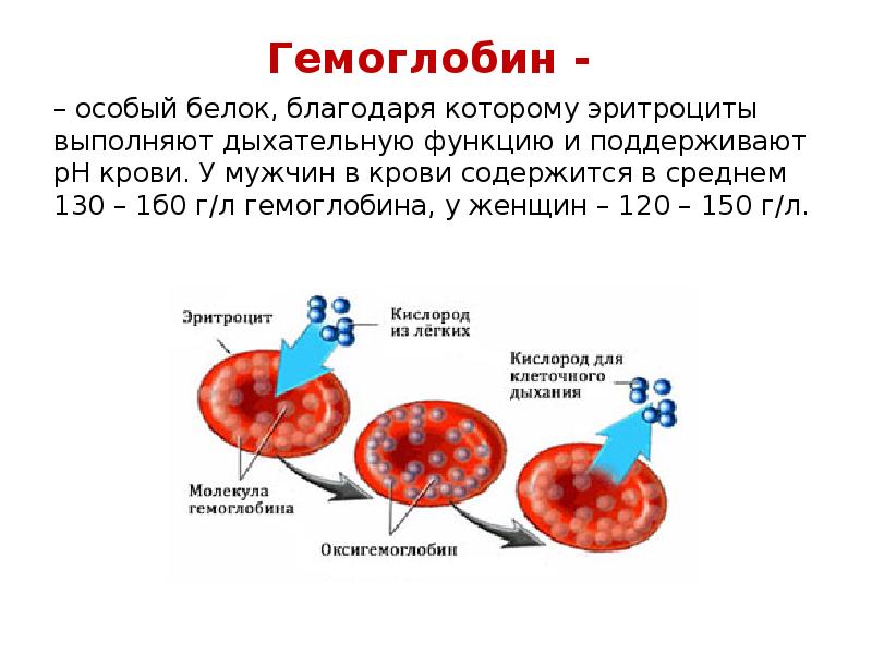 Элементы крови содержащие гемоглобин. Эритроциты выполняют функцию. Эритроциты оксигемоглобина. Соединяется с гемоглобином крови. Особый белок.