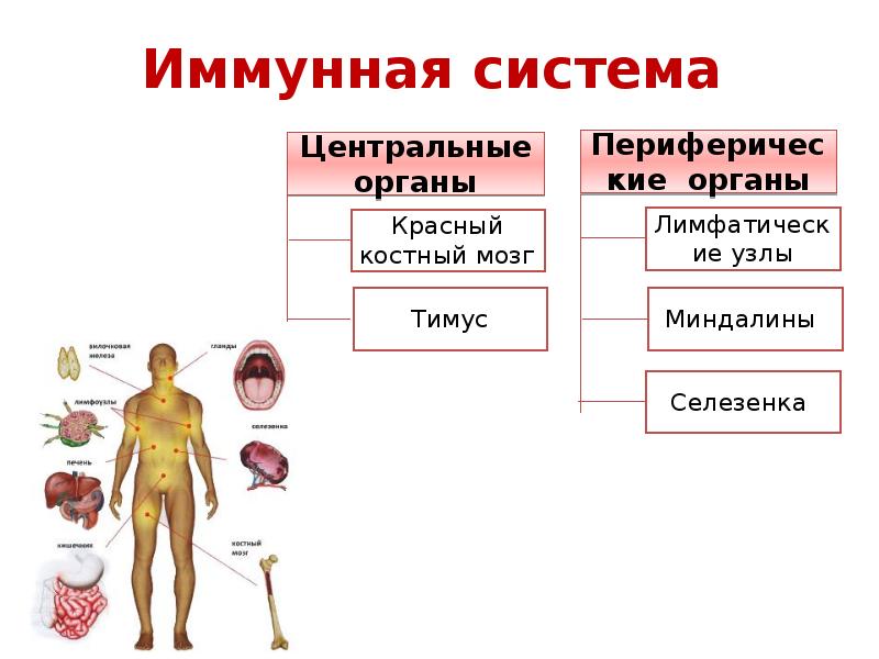 Центральные органы костный мозг и