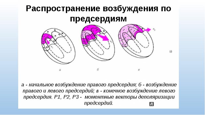 Схема распространения возбуждения по миокарду