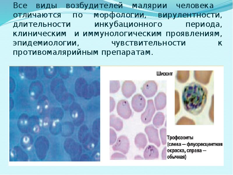 Все виды возбудителей малярии человека отличаются по морфологии, вирулентности, длительности инкубационного