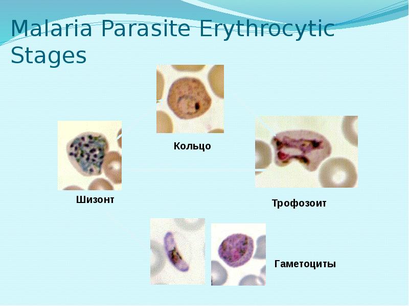 Malaria Parasite Erythrocytic Stages