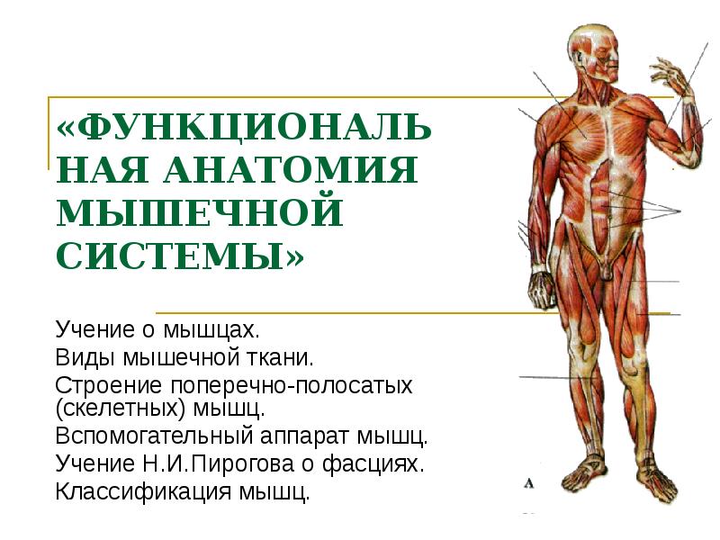 Вспомогательные мышцы. Вспомогательная мускулатура. Возрастная анатомия мышцы. Классификация, строение и форма мышц. Вспомогательный аппарат мышц.. Виды вспомогательной мускулатуры.