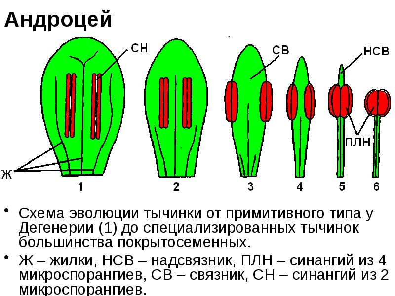 Андроцей