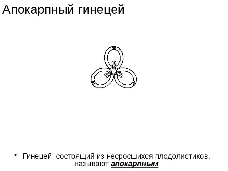 Какой признак показанный на схеме расположения плодолистиков позволяет определить принадлежность