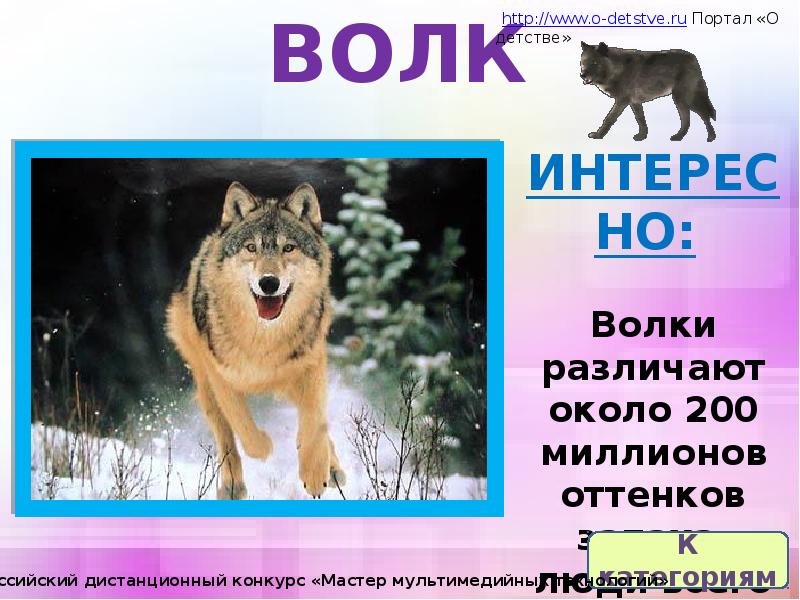 Волк презентация. Волк в детстве. Волки не различают цвета. Различает ли волк цвета. Какие цвета различают волки.