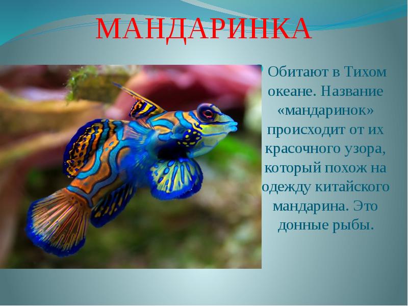 Презентация фантастические рыбы