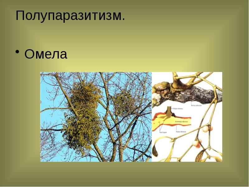 Распределите предложенные растения по группам полупаразиты паразиты. Омела белая растения-паразиты. Омела полупаразит. Омела растение паразит. Омела корни присоски.