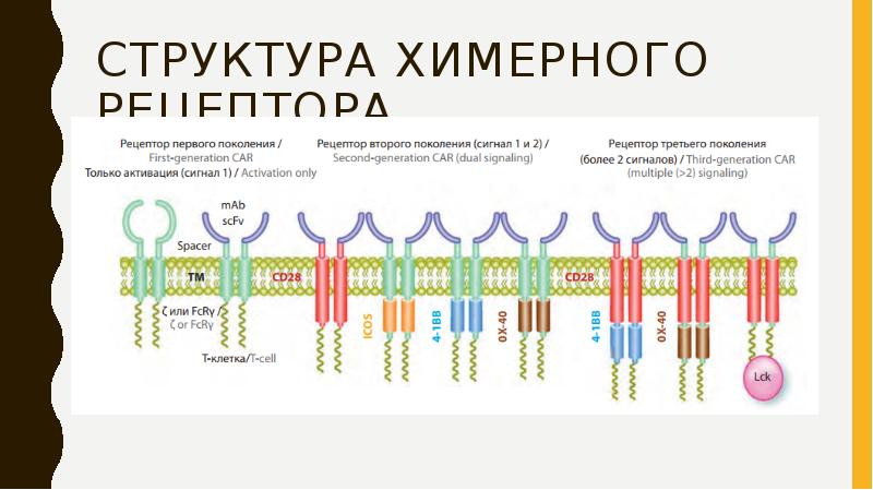 Химерные организмы презентация