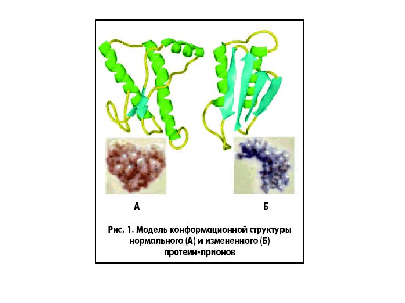 Общая вирусология презентация