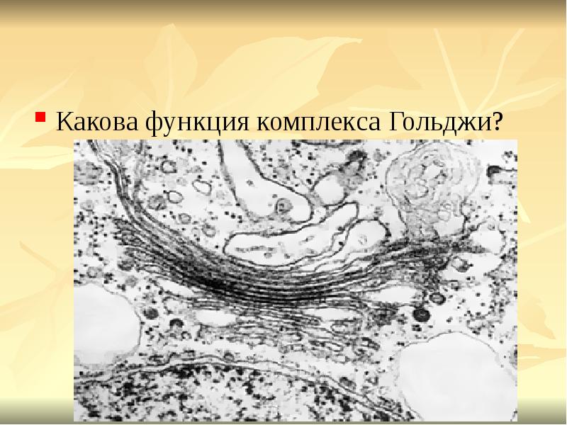Комплекс гольджи функции и строение 9 класс. Комплекс гольджи строение 9 класс. комплекс гольджи функции. камилло гольджи. функции комплекса гольджи 9 класс.