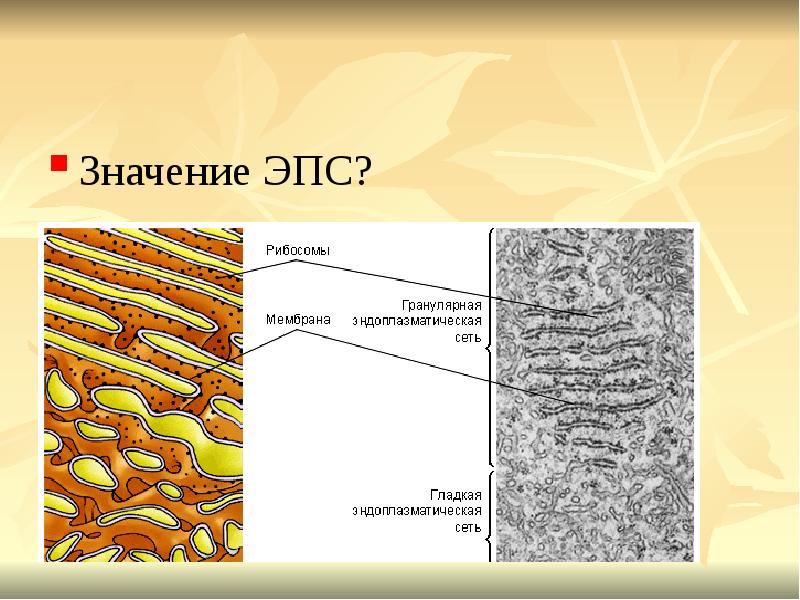 Эпс рисунок биология