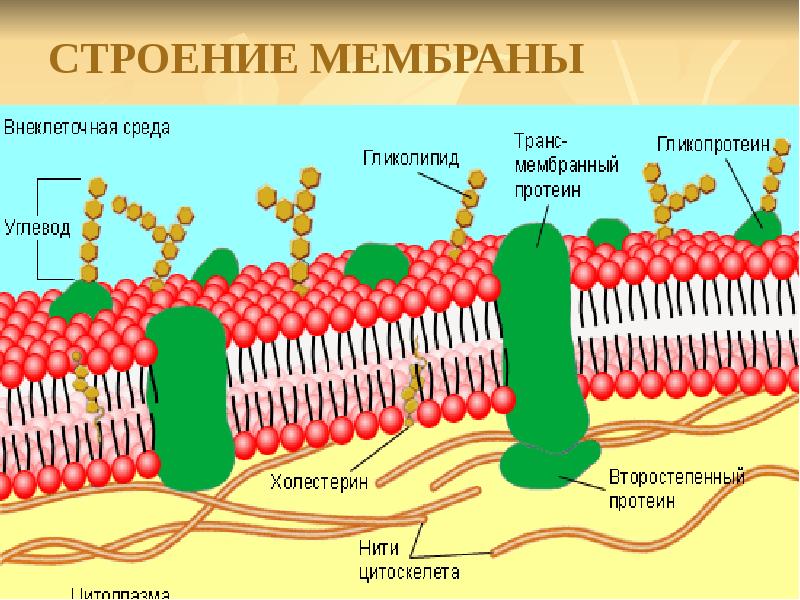 Общий план строения плазмолеммы