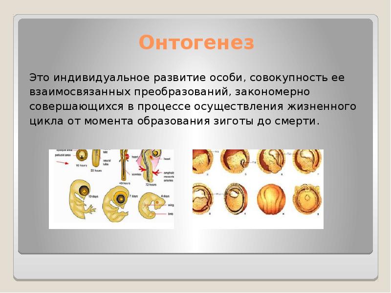 Эволюция и онтогенез презентация