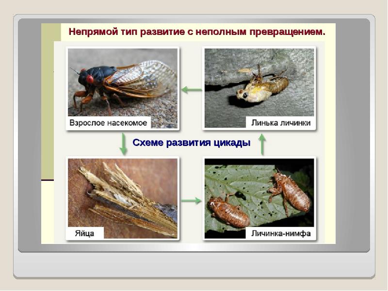 Какой тип развития. Стадии развития цикады схема. Цикады развитие с неполным превращением. Непрямое с неполным прнвращение. Цикада неполное превращение.