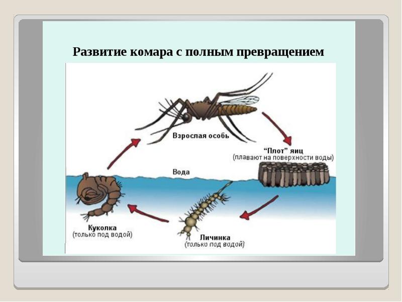 Стадии развития комара обыкновенного. Схема развития комара. Развитие комара с полным превращением. Стадии развития пкомар.