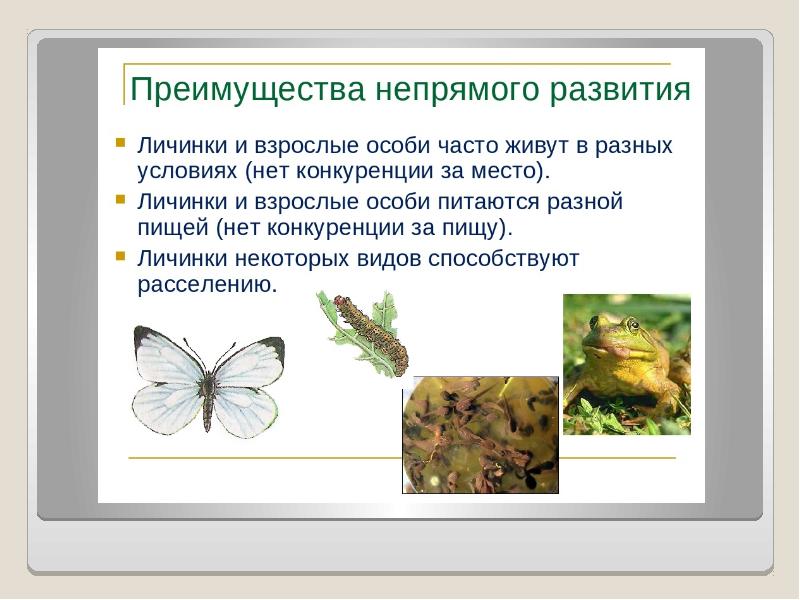 Прямое и непрямое развитие организмов презентация