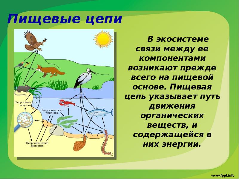 Цепи связи. Пищевые связи в экосистеме. Пищевые цепи экосистемы. Пищевые связи в биогеоценозе. Пищевые связи в экосистеме Цепочки.