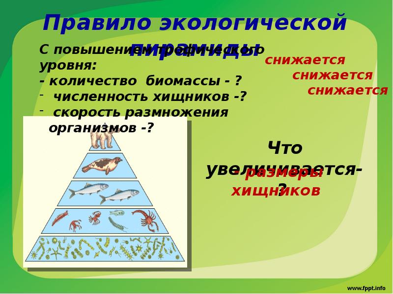 Биомасса каждого трофического уровня. Экологические пирамиды пирамида биомасс. Экологическая пирамида биогеоценоза. Экологические пирамиды численности биомассы энергии. Пирамида биомасс пирамида чисел пирамида энергии.
