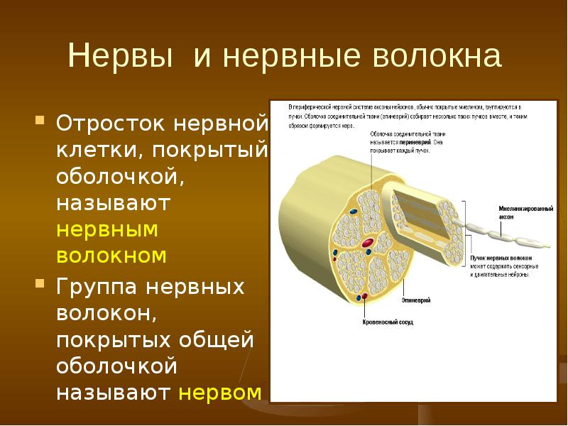 Оболочка покрыта