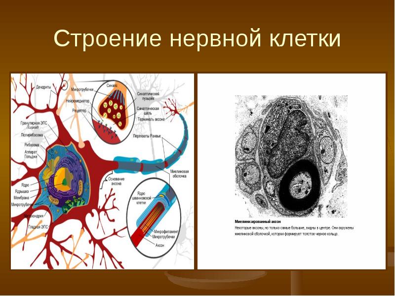 Афо нервной системы у детей презентация