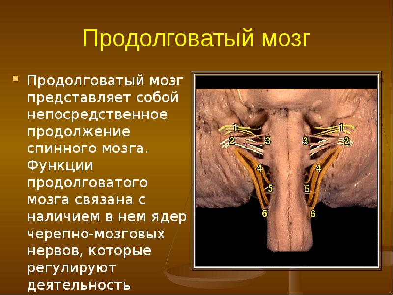 Афо нервной системы у детей презентация