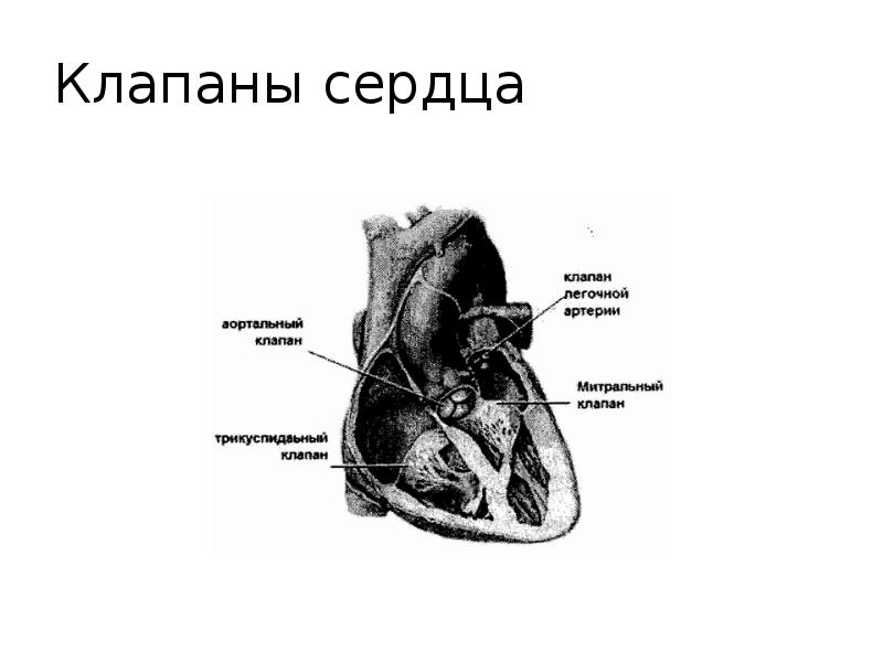 Клапаны сердца