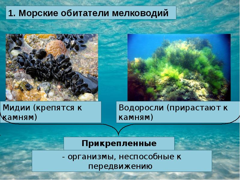 Распространение организмов в мировом океане презентация 6 класс география