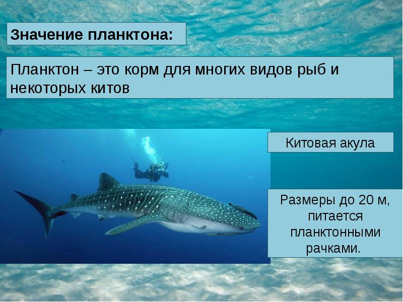 Презентация на тему жизнь организмов в морях и океанах