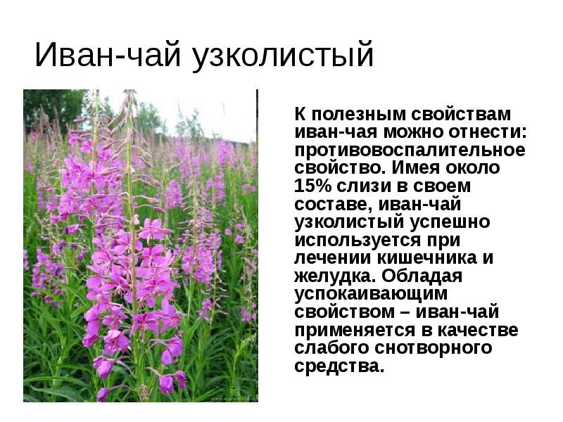 Иван чай лечебные свойства фото как выглядит цветок